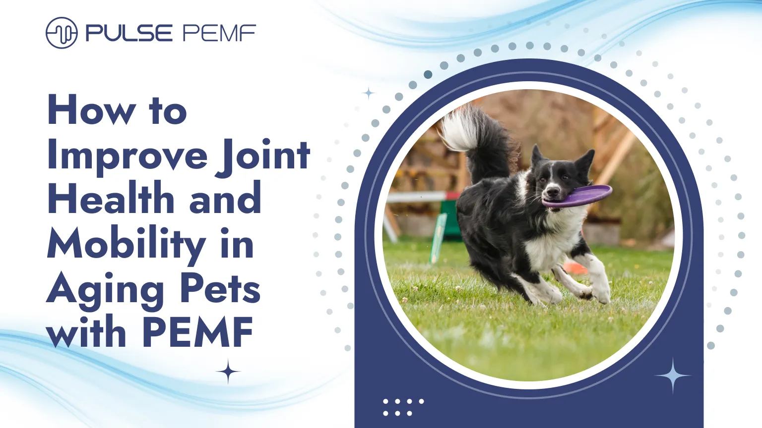 How to Improve Joint Health and Mobility in Aging Pets with PEMF How to Improve Joint Health and Mobility in Aging Pets with PEMF