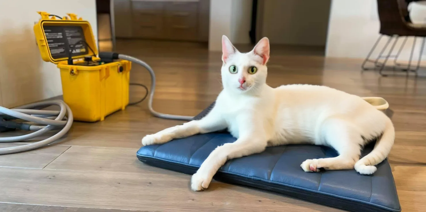 PEMF devices for Pets Optimizing PEMF Device Use