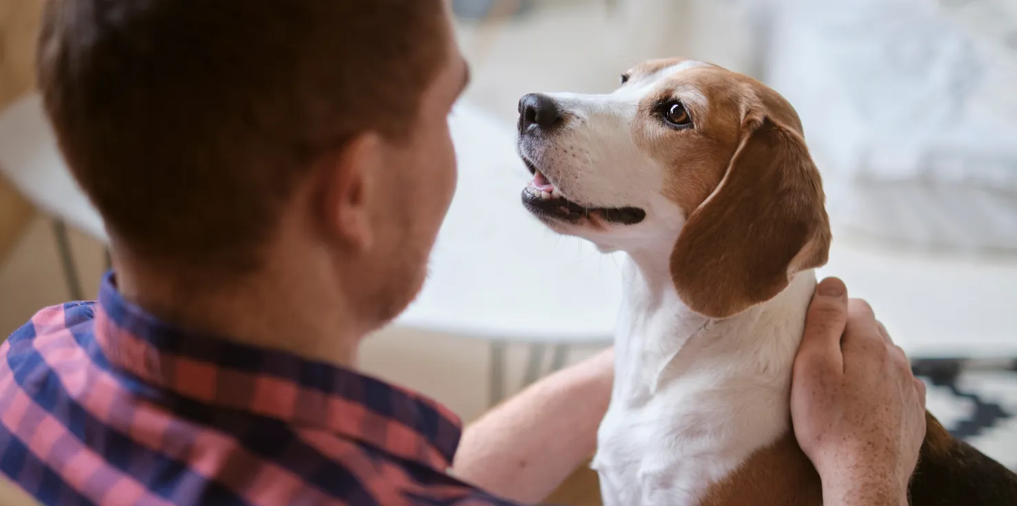 PEMF Therapy And Your Pet’s Joint Health Reduce Discomfort and Swelling