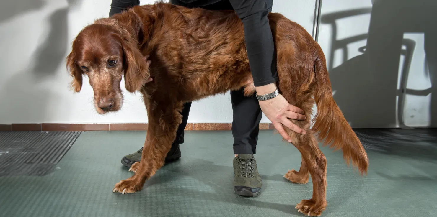 PEMF therapy for Pets The Challenges of Aging Joints in Pets