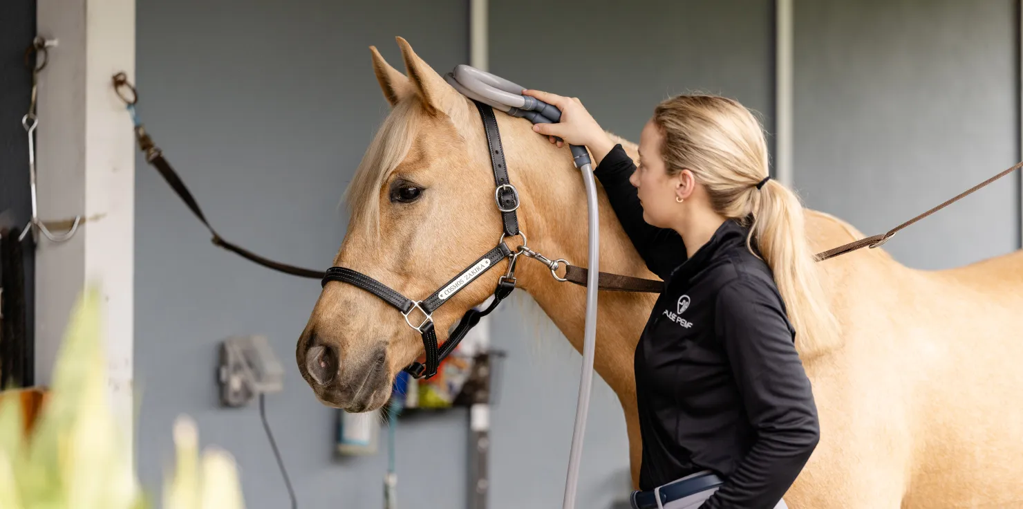 Pulse PEMF Loop Horse Comfort and Tolerance_