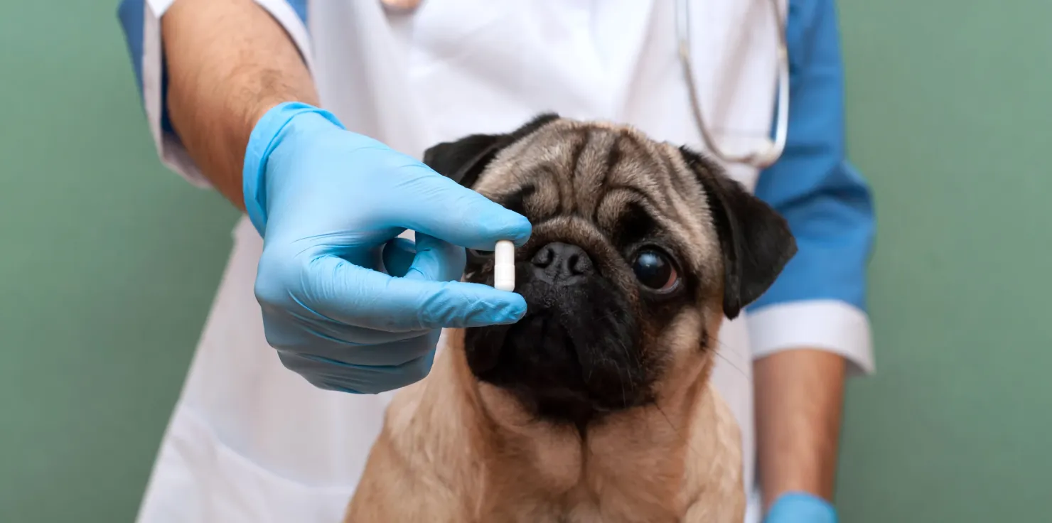 Combining PEMF, Nutrition, And Supplements For Pets Benefits of Supplements for Pets