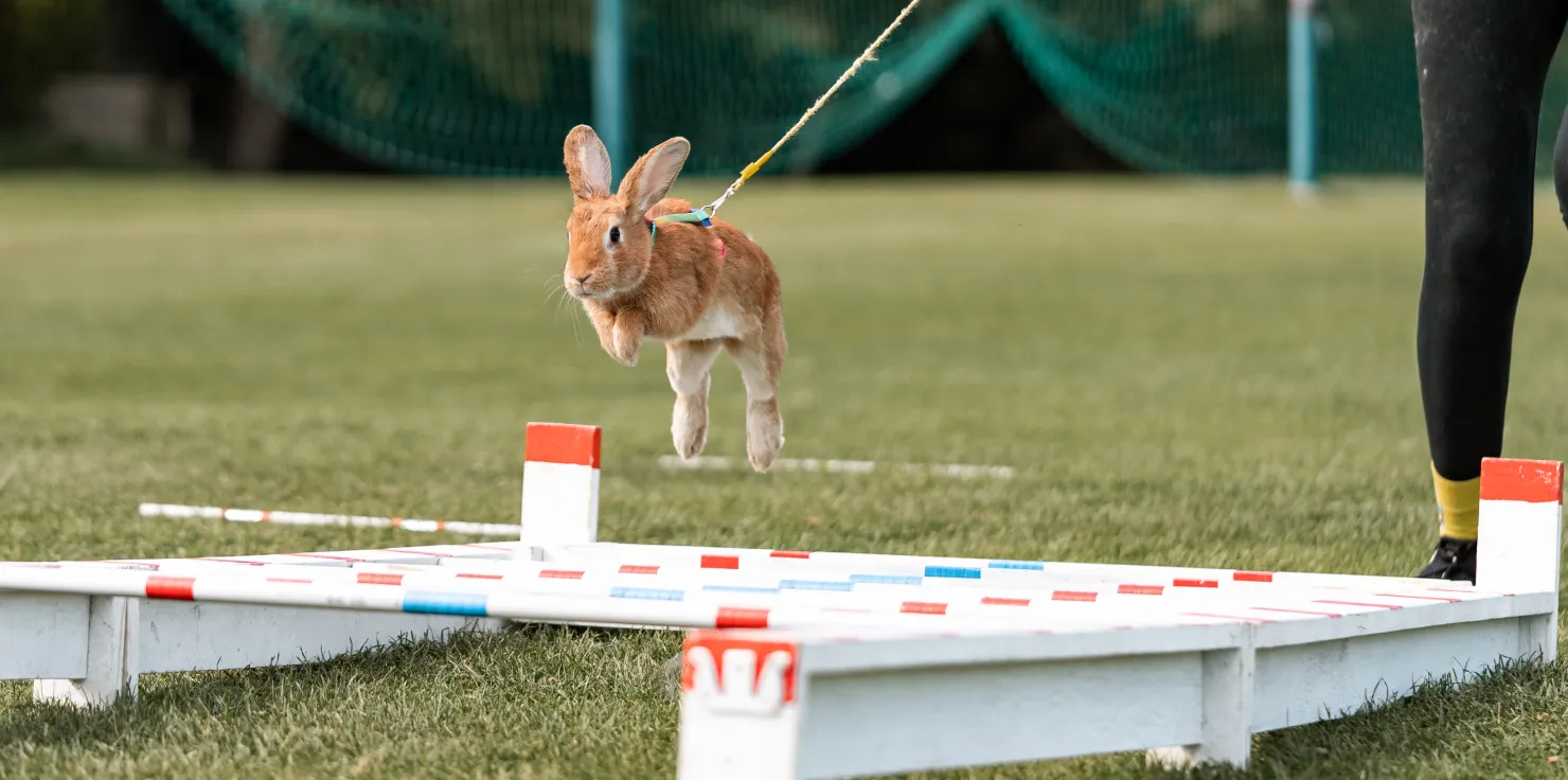 7 Ways PEMF May Benefit Your Rabbits, Guinea Pigs, And More Enhanced Physical Performance