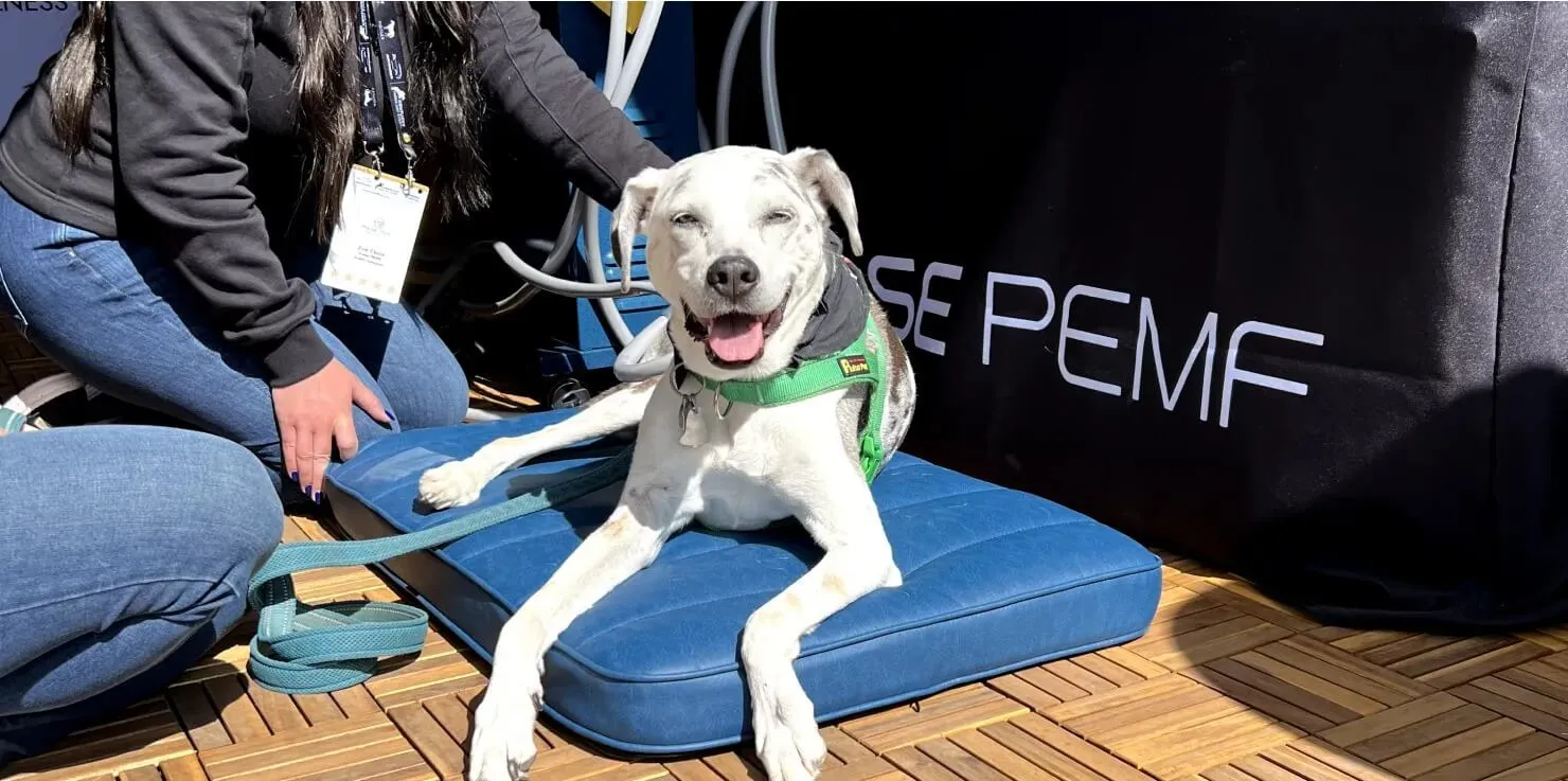 Combining PEMF, Nutrition, And Supplements For Pets Implementing a Holistic Care Plan