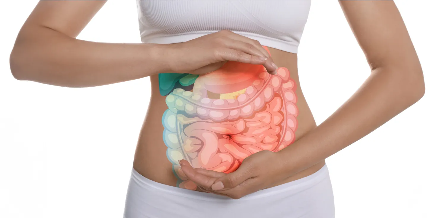 parasympathetic nervous system Improved Digestion