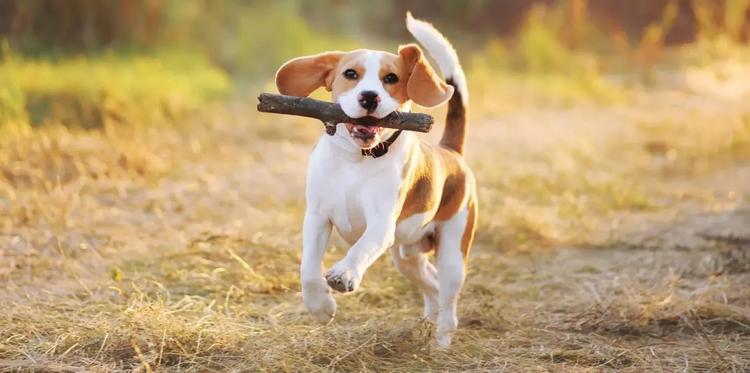 Veterinary Applications of PEMF: Safe and Non-Invasive Alternatives Post-Exercise Relief_