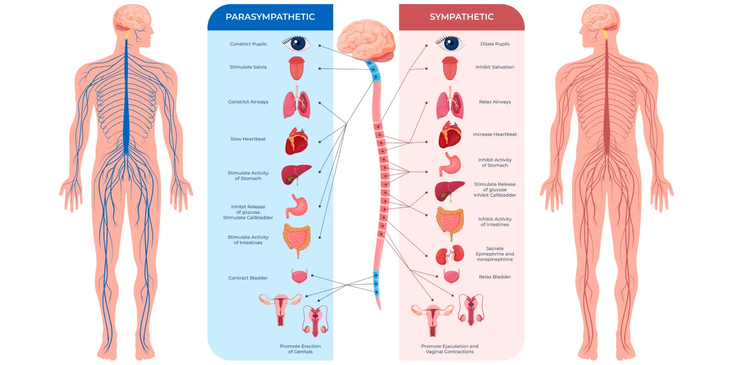 Harnessing the Power of the Parasympathetic Nervous System The Symphony of Your Nervous System