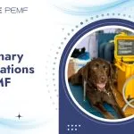 The Ultimate Quick-Start Guide to PEMF: Innovative Equine Therapy Veterinary Applications of PEMF