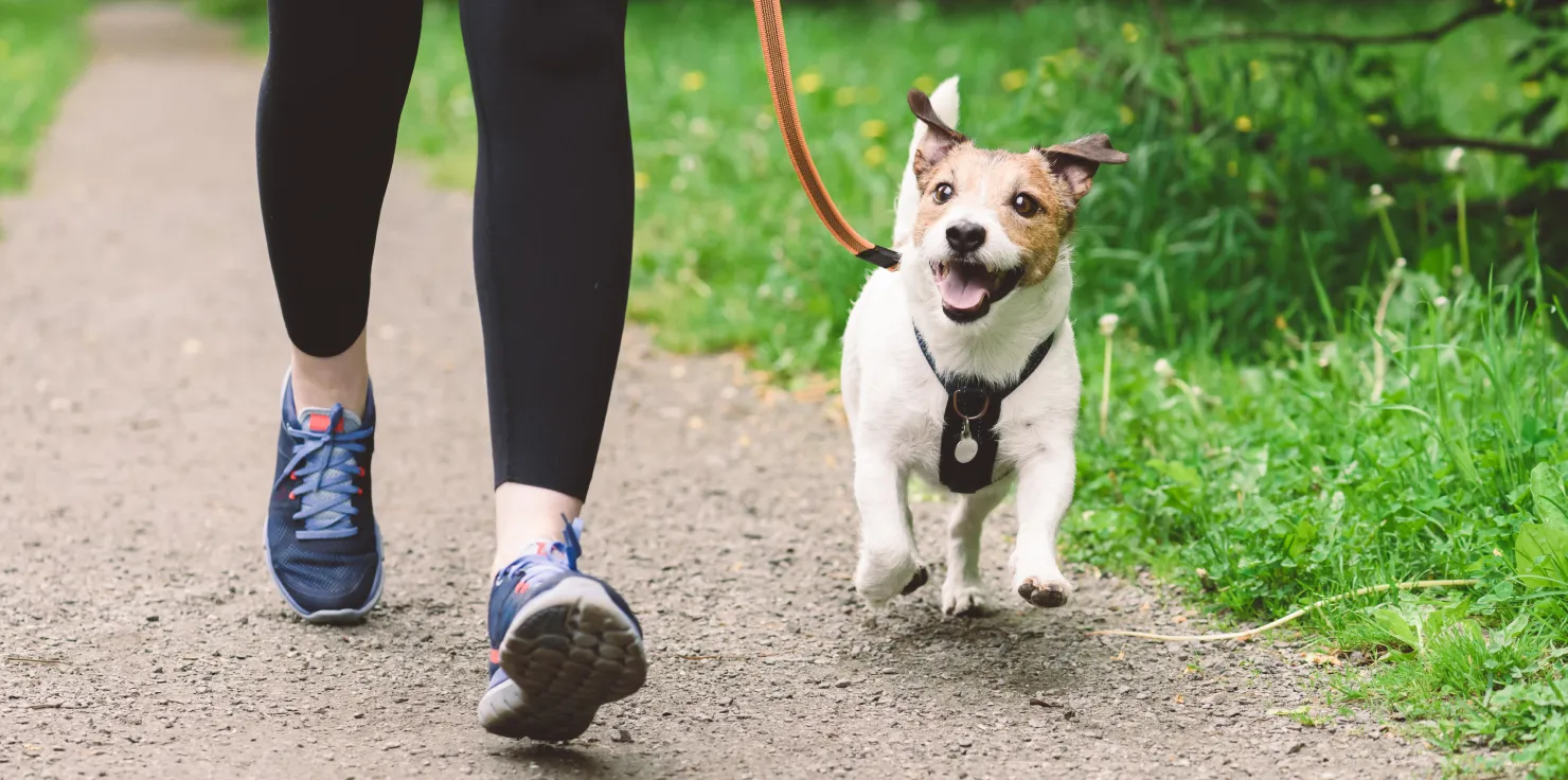 Recognizing Signs of Detox Reactions in Animals During PEMF Therapy Additional Detox Support (with veterinary approval)