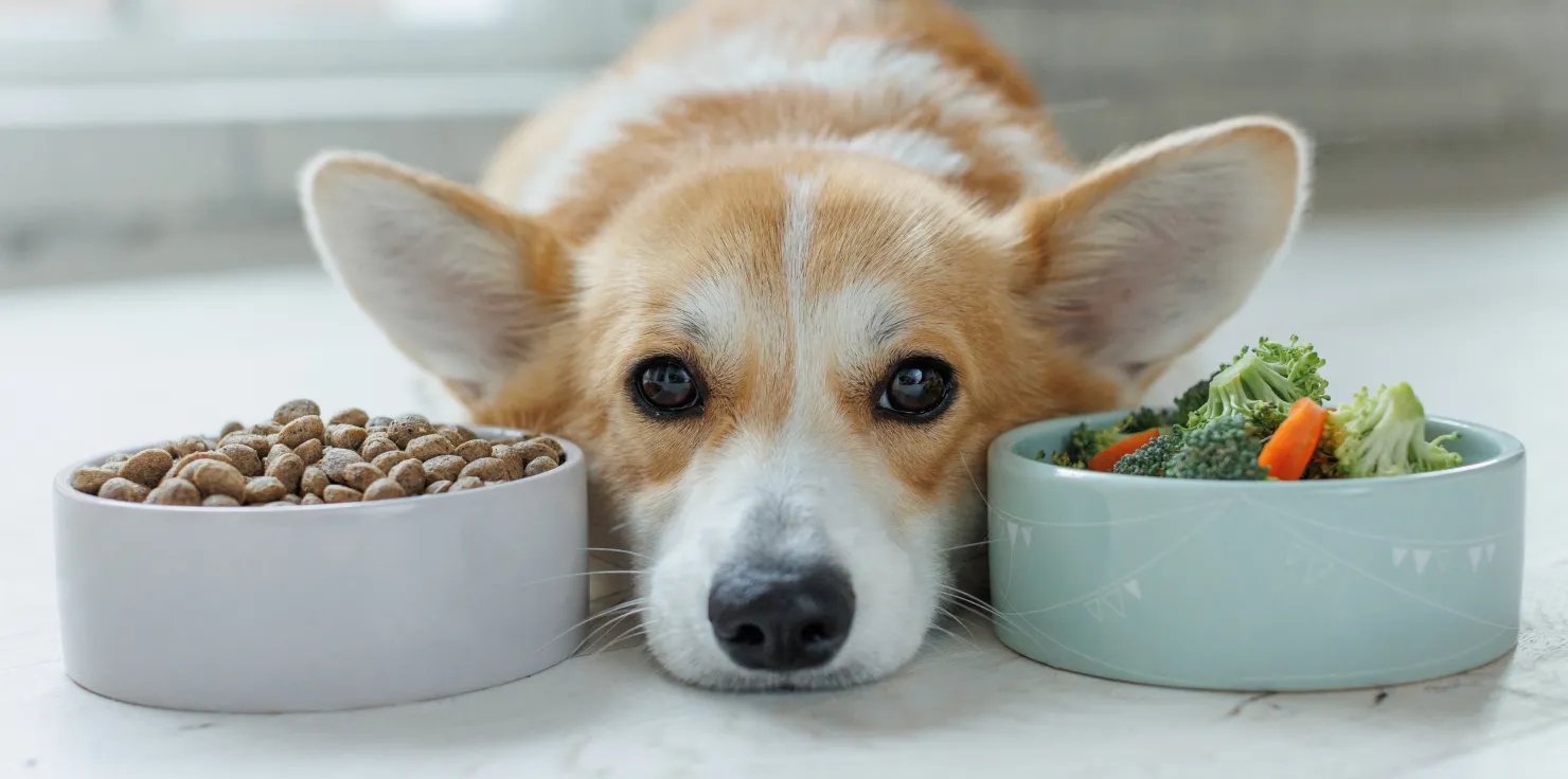 Recognizing Signs of Detox Reactions in Animals During PEMF Therapy Behavioral Changes