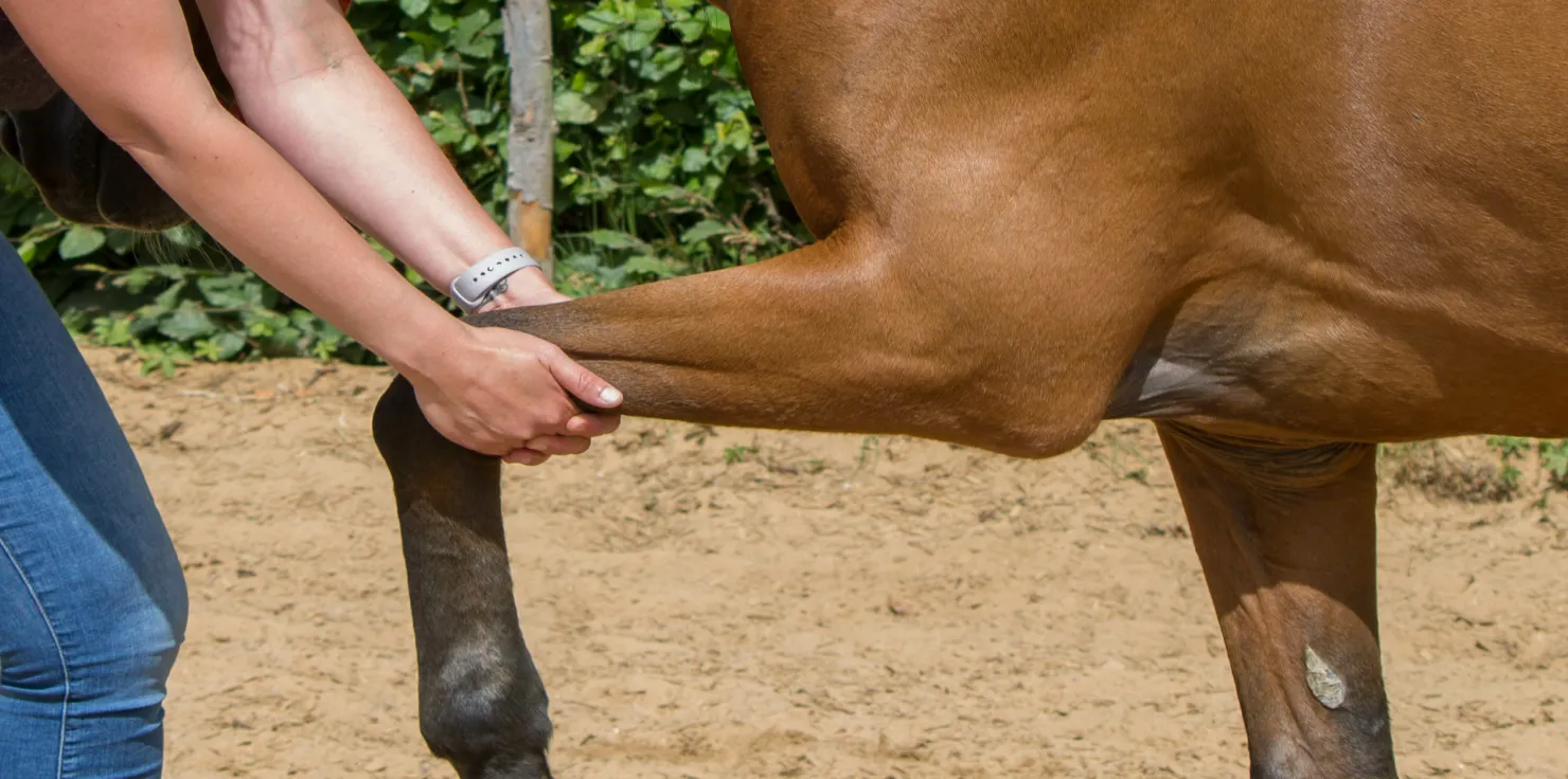 The Future of Horse Care: Innovative Therapies to Watch Chiropractic Care