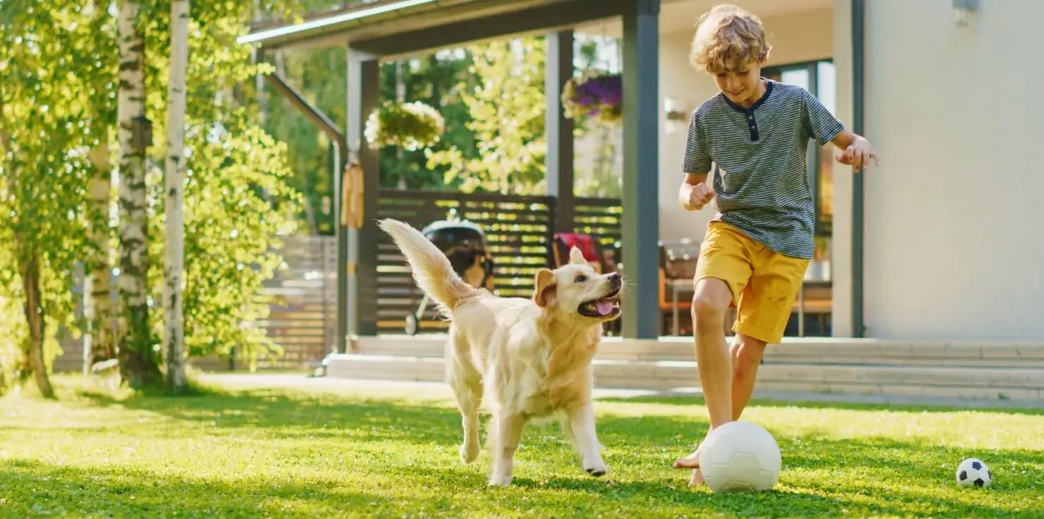Home Sweet Home: How to Make Your Space Pet-Friendly Creating Activity and Play Areas