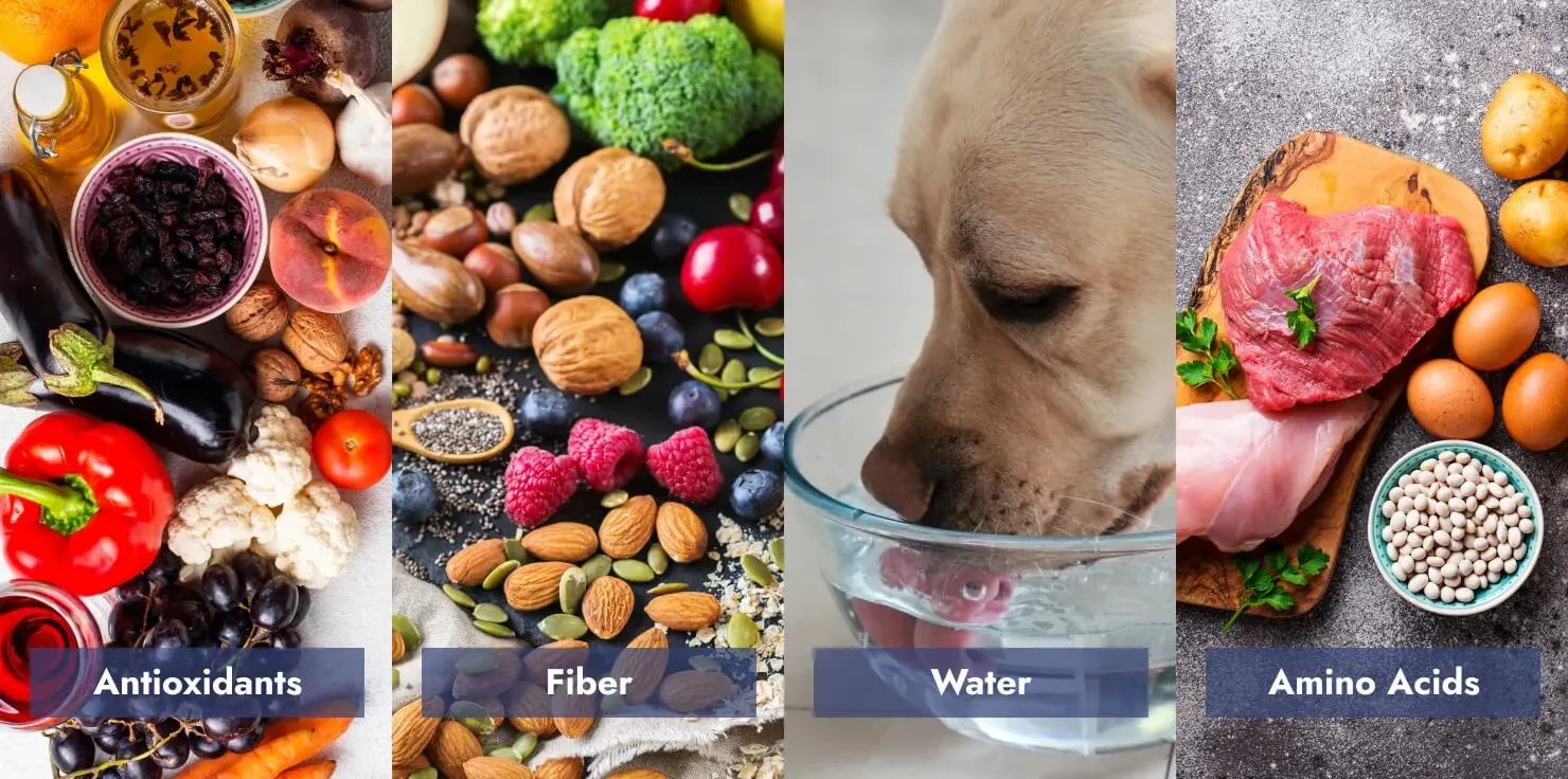 PEMF therapy PEMF therapy