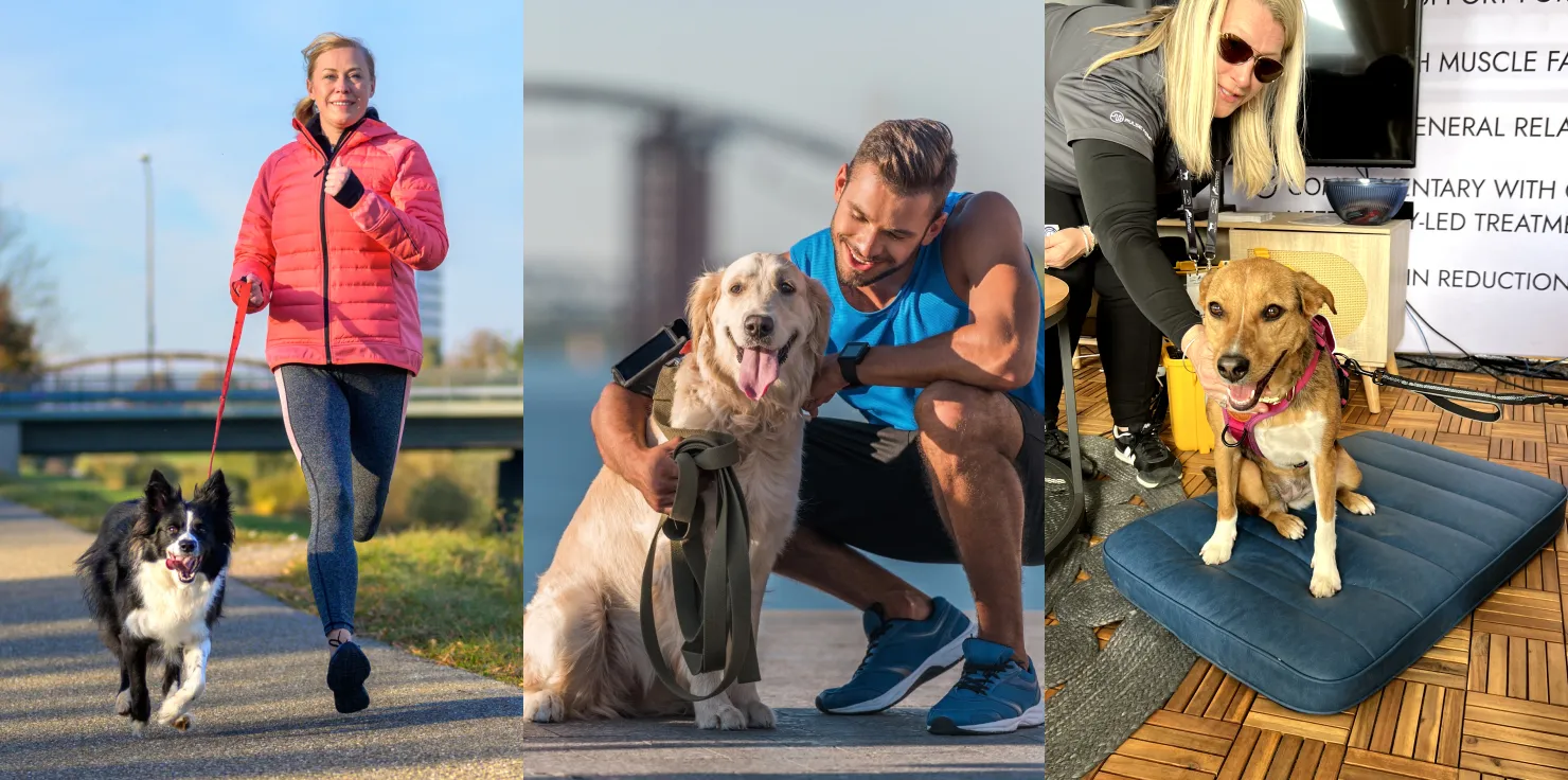 Home Sweet Home: How to Make Your Space Pet-Friendly Enhancing Your Pet’s Well-Being