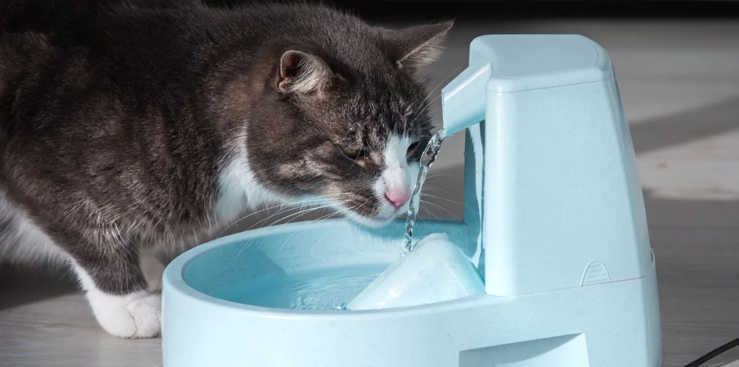 PEMF therapy for Animals PEMF therapy for Animals