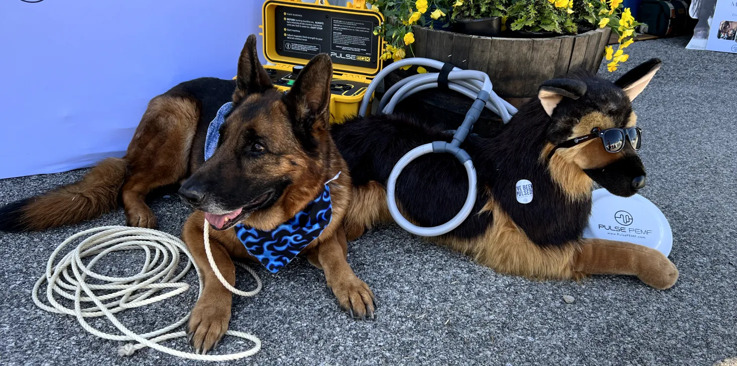 Training with PEMF: Enhancing the Capabilities of Service Animals Integrating PEMF Therapy into Service Animal Training