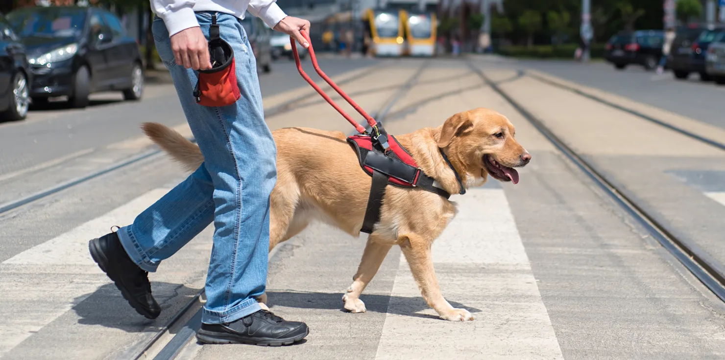 Training with PEMF: Enhancing the Capabilities of Service Animals Long-Term Benefits for Service Animals