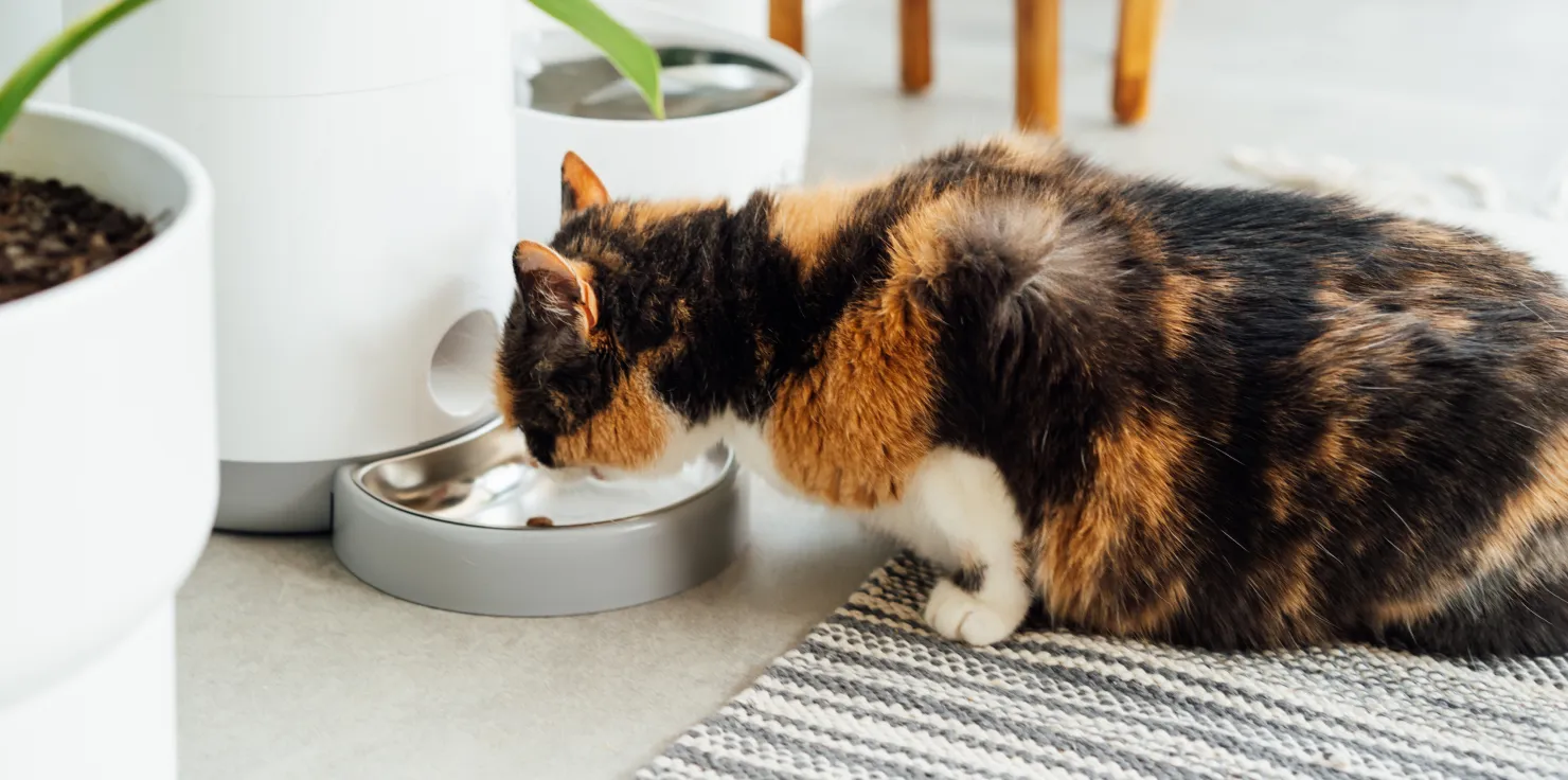 Home Sweet Home: How to Make Your Space Pet-Friendly Providing Accessible Food and Water Stations