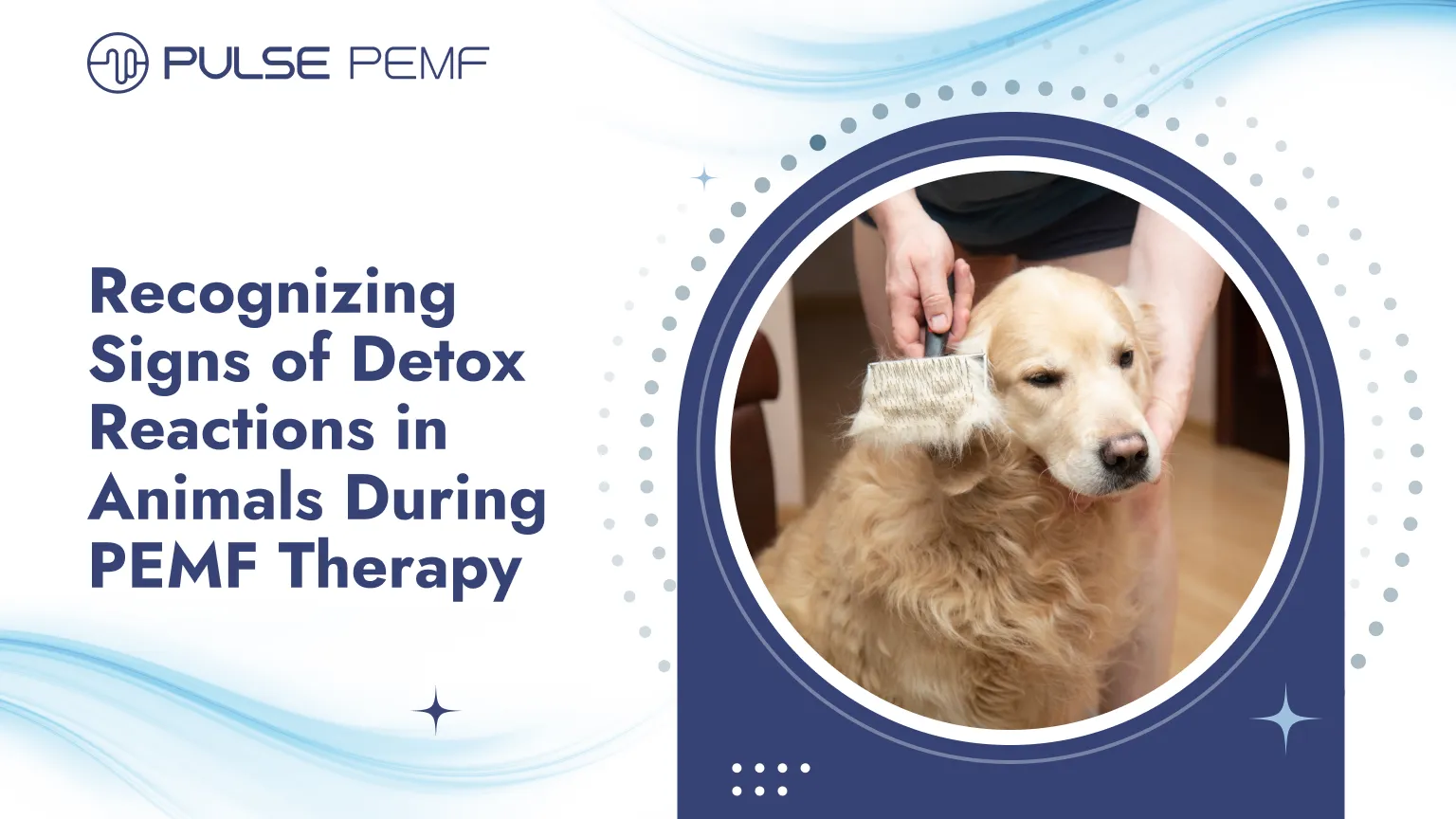 Recognizing Signs of Detox Reactions in Animals During PEMF Therapy Detox Reaction