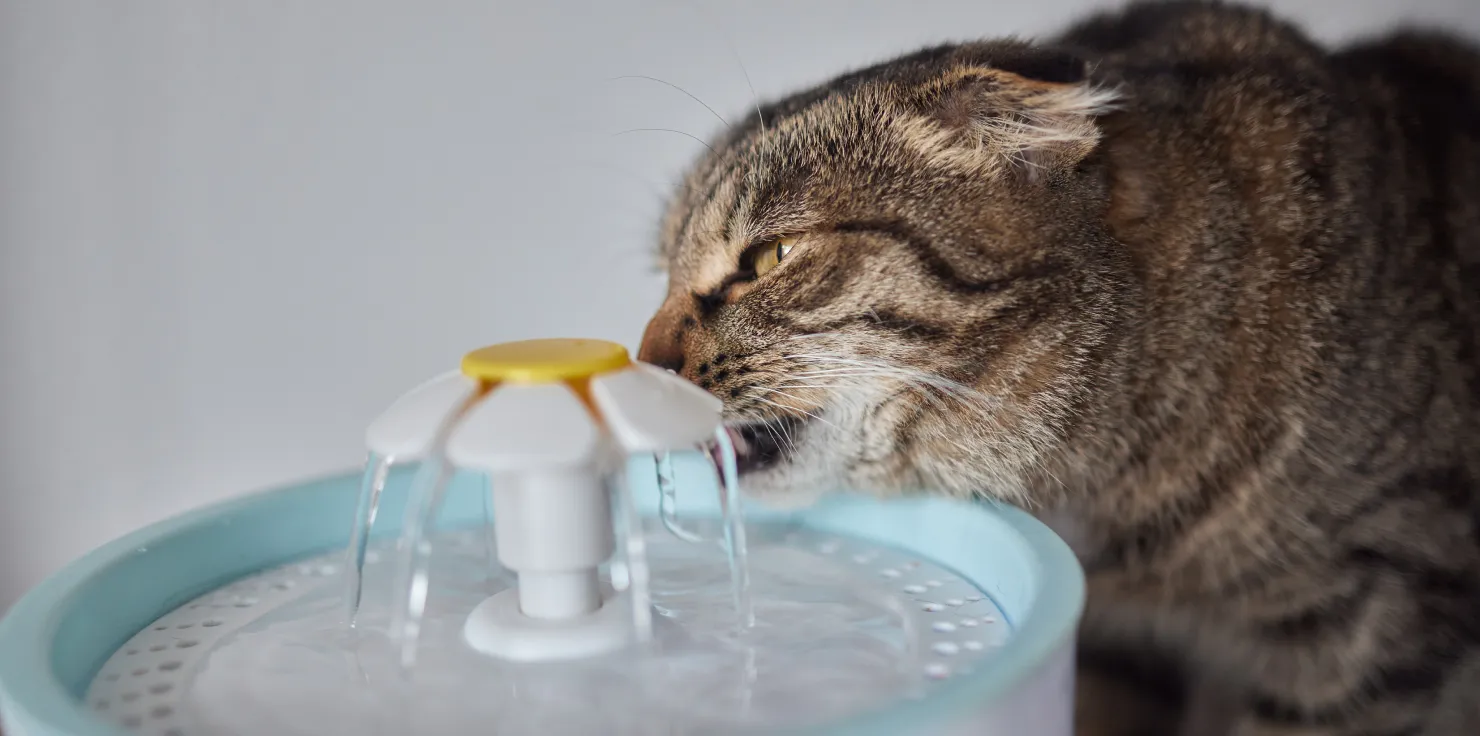 Integrating Exercise for Enhanced PEMF Therapy in Animals Safety Considerations During Exercise