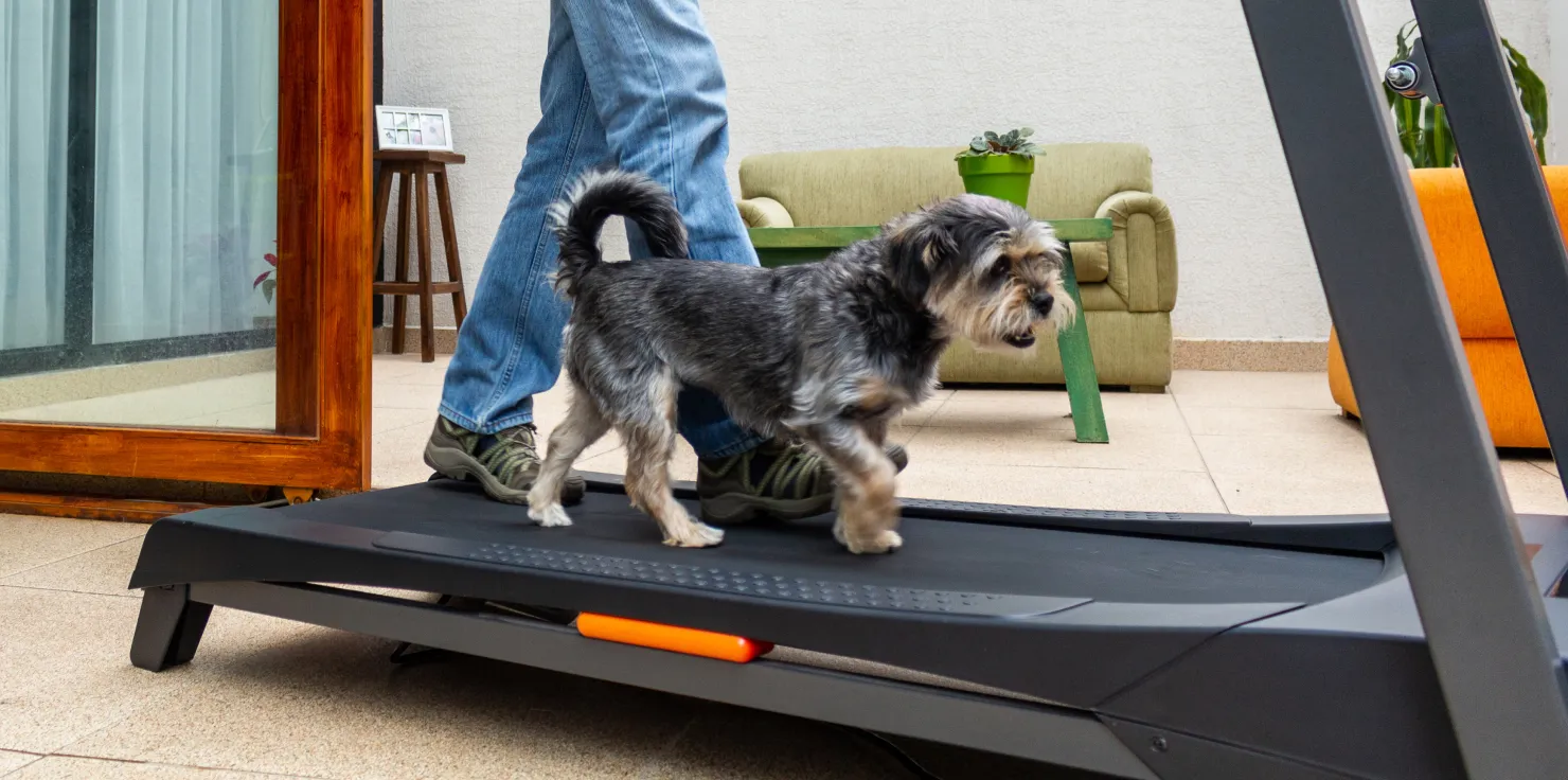 Integrating Exercise for Enhanced PEMF Therapy in Animals Sample Exercise Routines for Different Needs