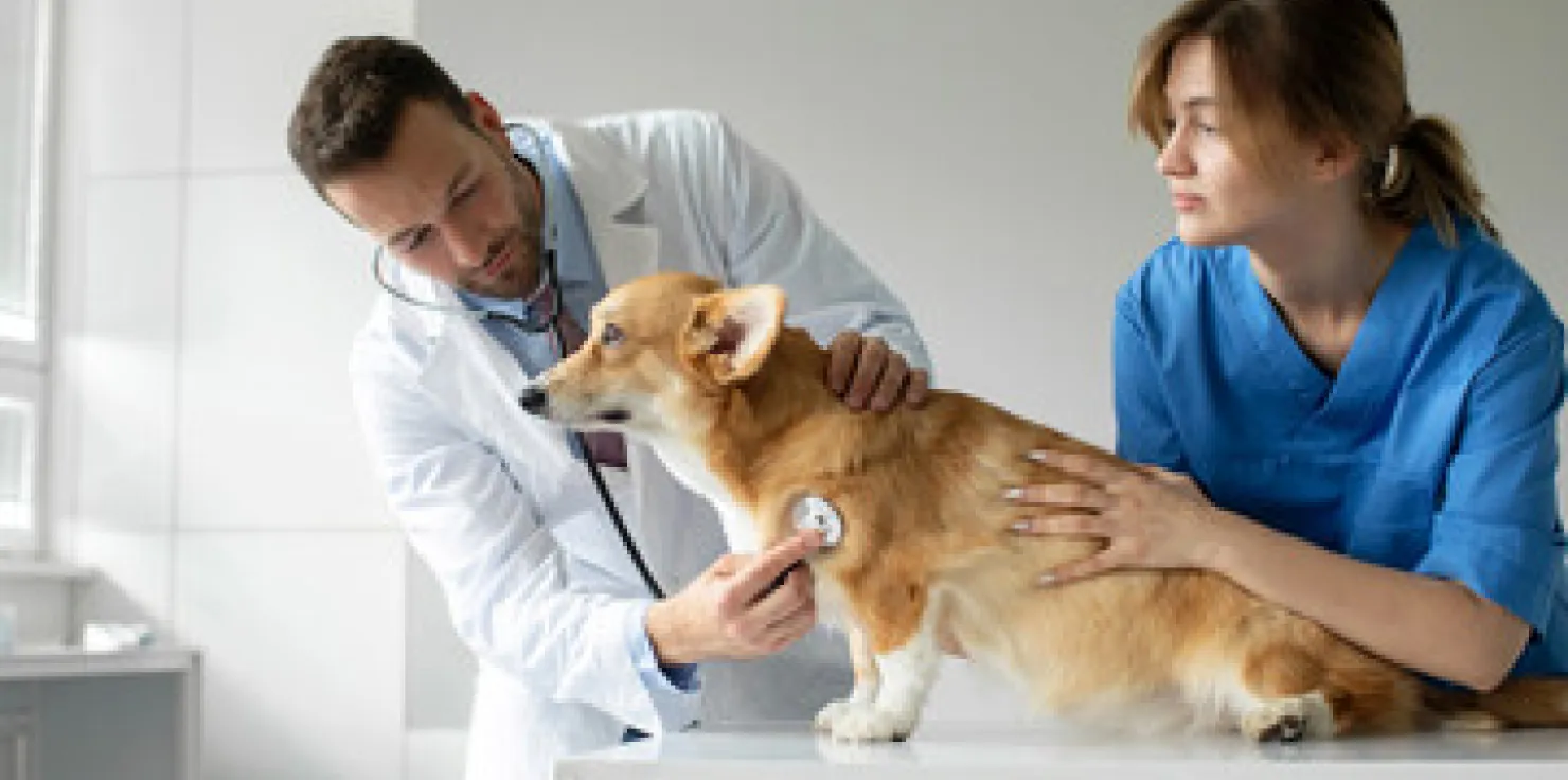 Recognizing Signs of Detox Reactions in Animals During PEMF Therapy When to Seek Veterinary Advice