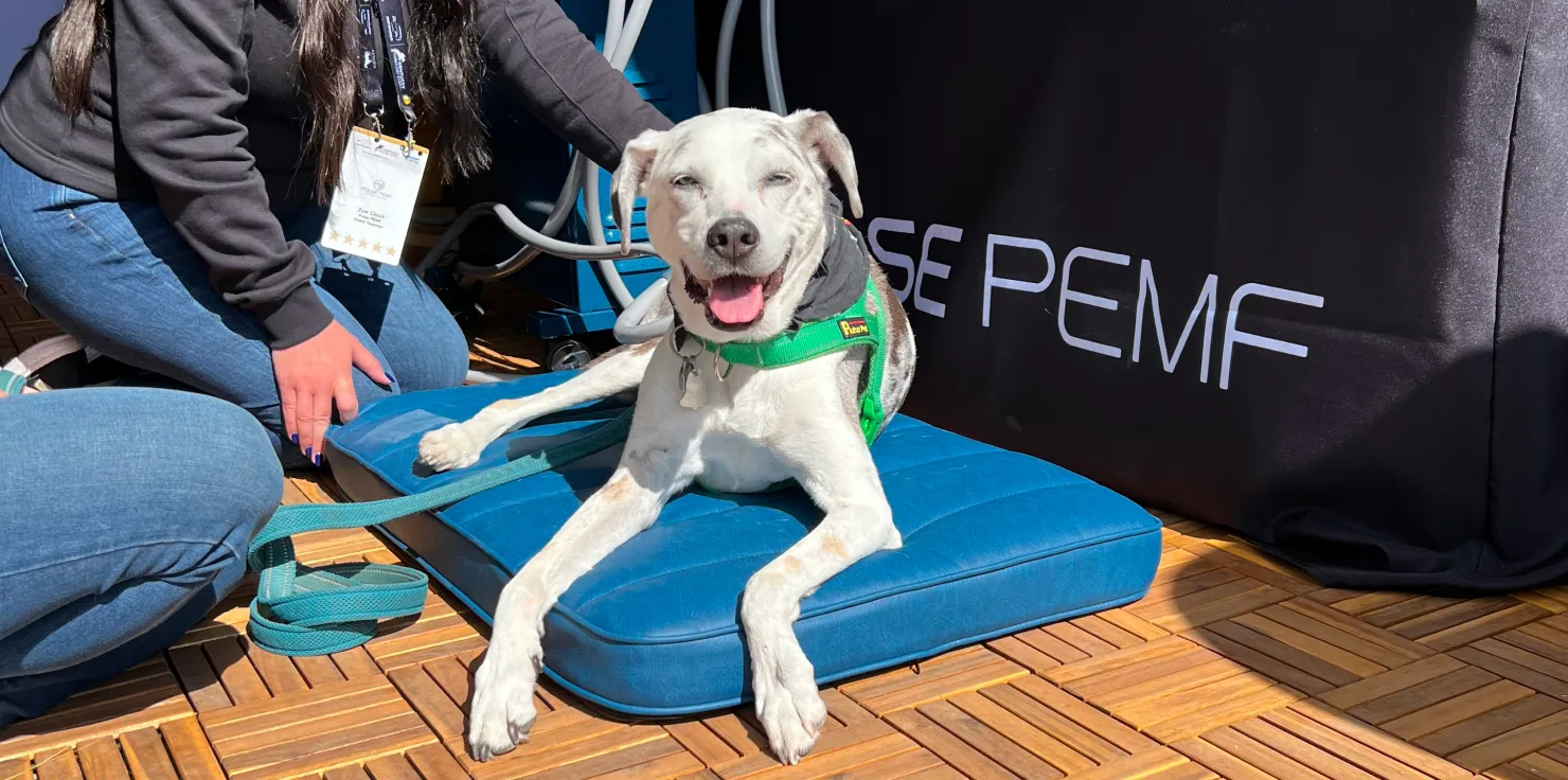 Why Dogs Love PEMF Therapy: Visual Stories from Happy Pets Enhanced Energy Levels
