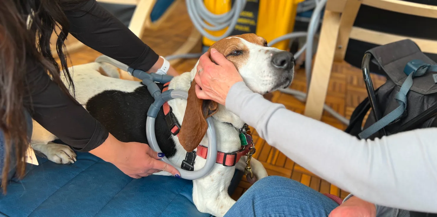 Why Dogs Love PEMF Therapy: Visual Stories from Happy Pets Monitoring Progress