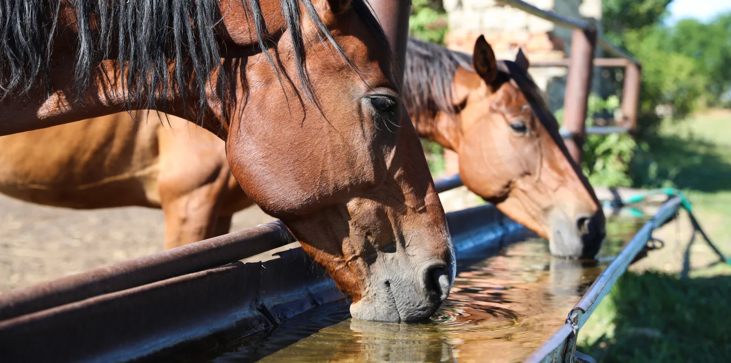 Equine Preventative Care: How to Ensure Horse Health Proper Hydration