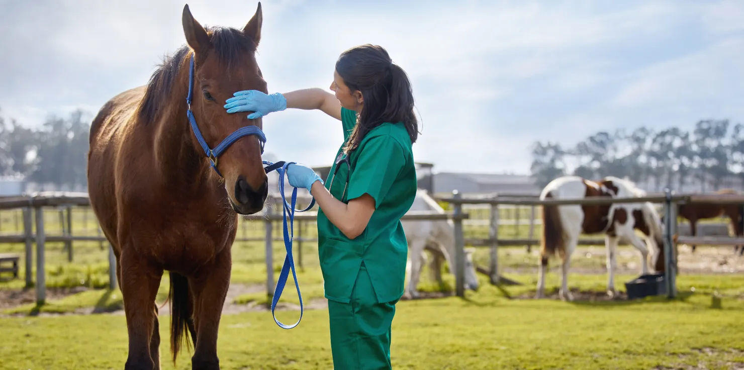 Equine Preventative Care: How to Ensure Horse Health Regular Veterinary Check-Ups