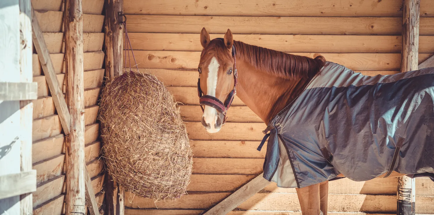 What Are the Best Practices for Fall Horse Care? Shelter and Blanketing
