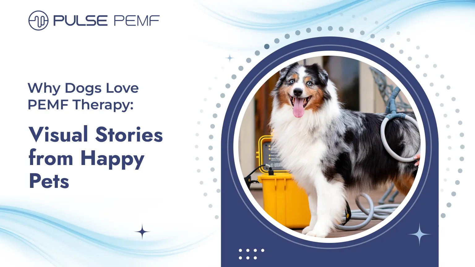 Why Dogs Love PEMF Therapy: Visual Stories from Happy Pets Happy Pets