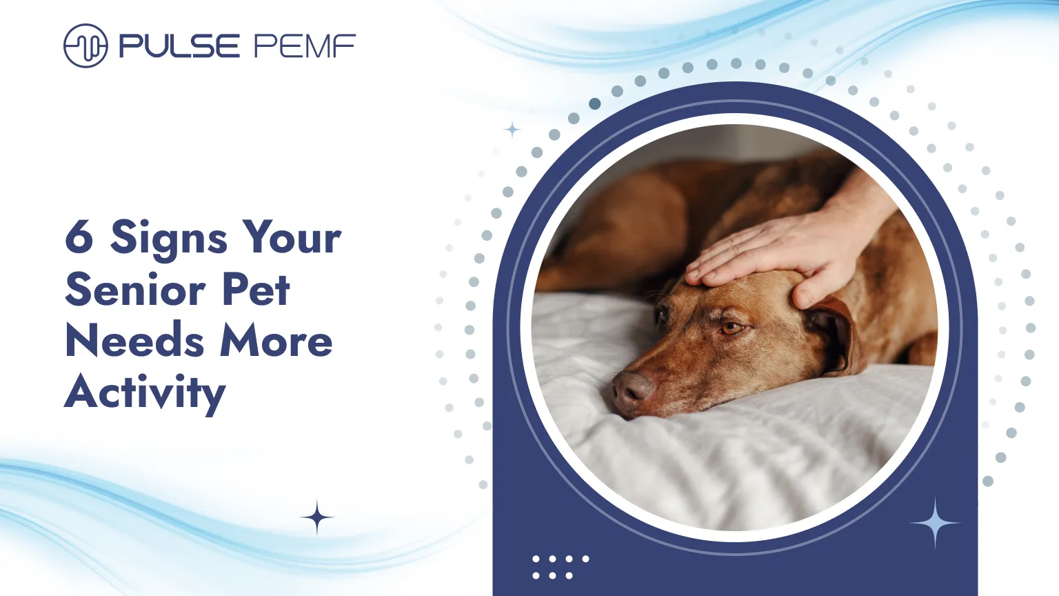 6 Signs Your Senior Pet Needs More Activity Senior pet