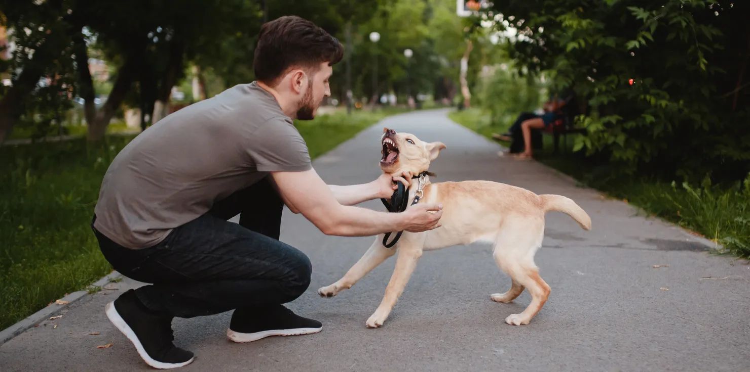 A Guide to Early Detection of Dog Health Problems Behavioral Changes as Indicators of Health Issues