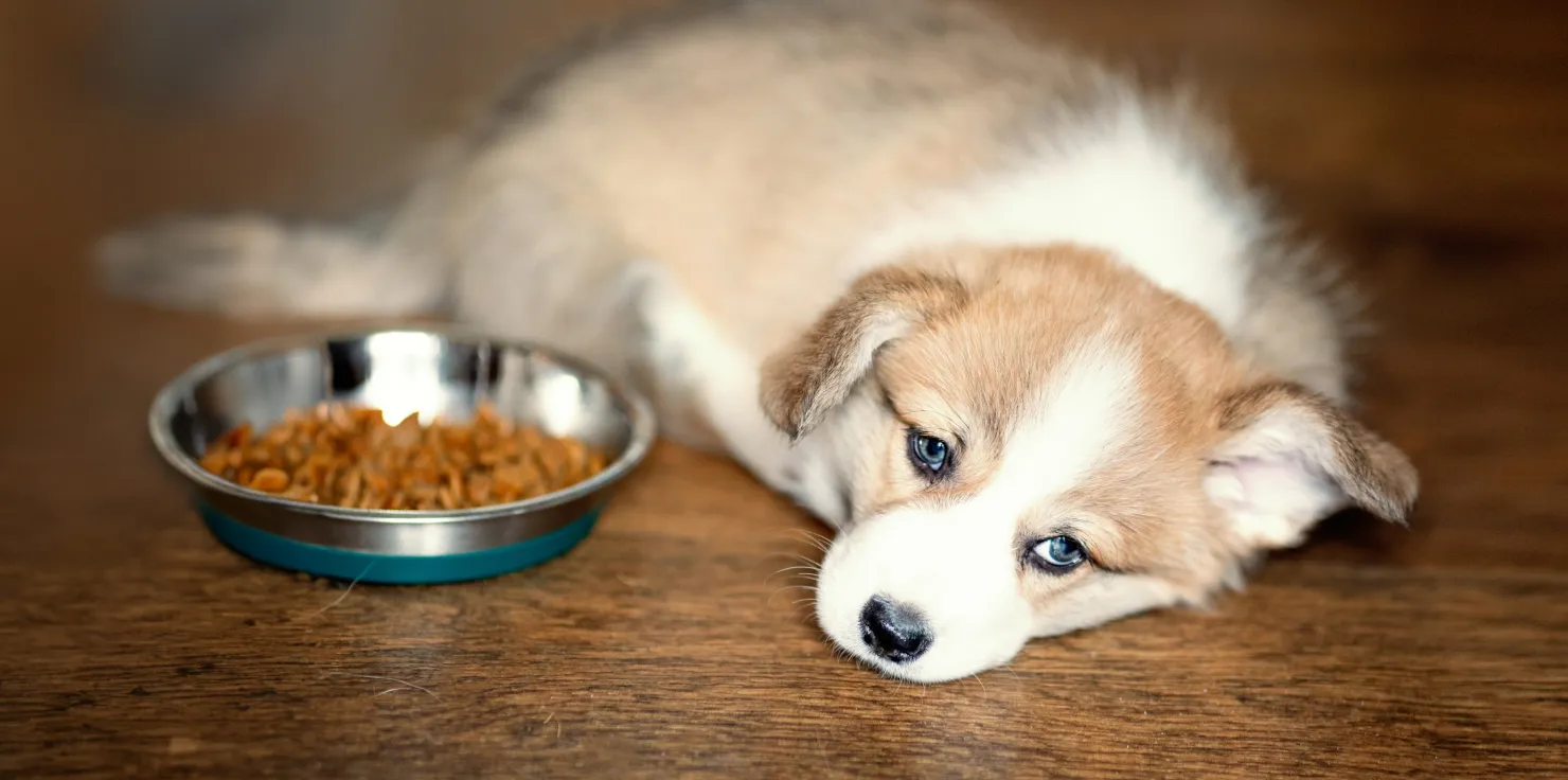 A Guide to Early Detection of Dog Health Problems Common Dog Health Problems and Warning Signs