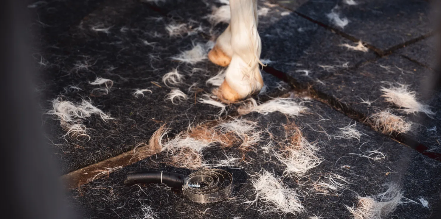 7 Steps to a Shiny Coat: Horse Grooming Tips Horse Grooming During Shedding Season