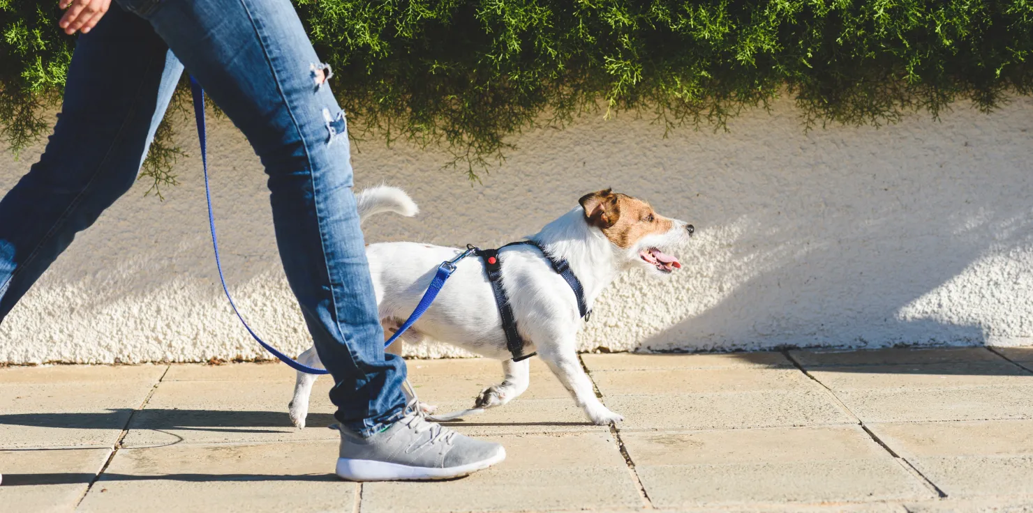 A Guide to Early Detection of Dog Health Problems Preventive Health Care Practices