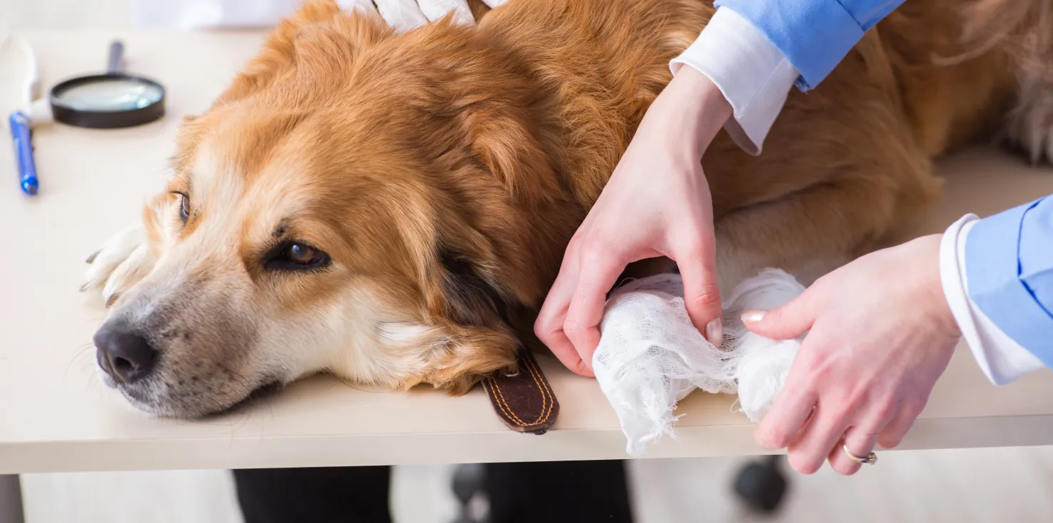 Essential Wound Care Tips for Pets After Surgery Regular Follow-Up Visits