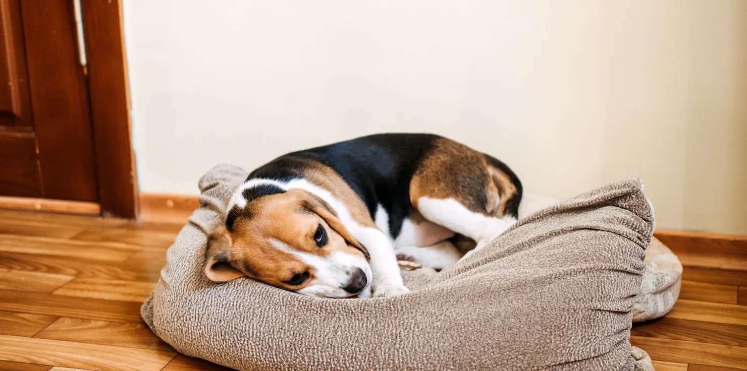 6 Signs Your Senior Pet Needs More Activity Sign 4 Sleep Changes