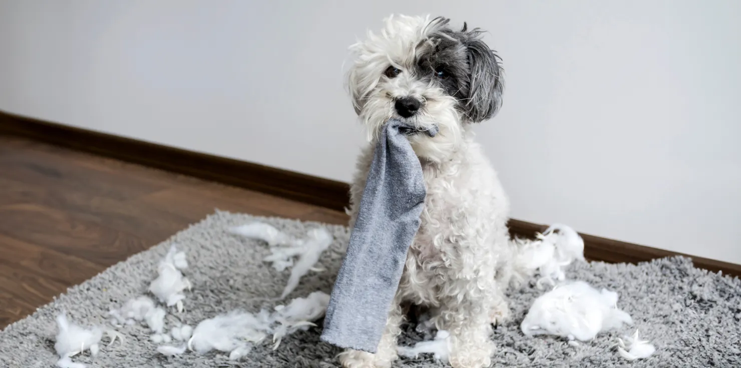 6 Signs Your Senior Pet Needs More Activity Sign 5 Behavioral Changes