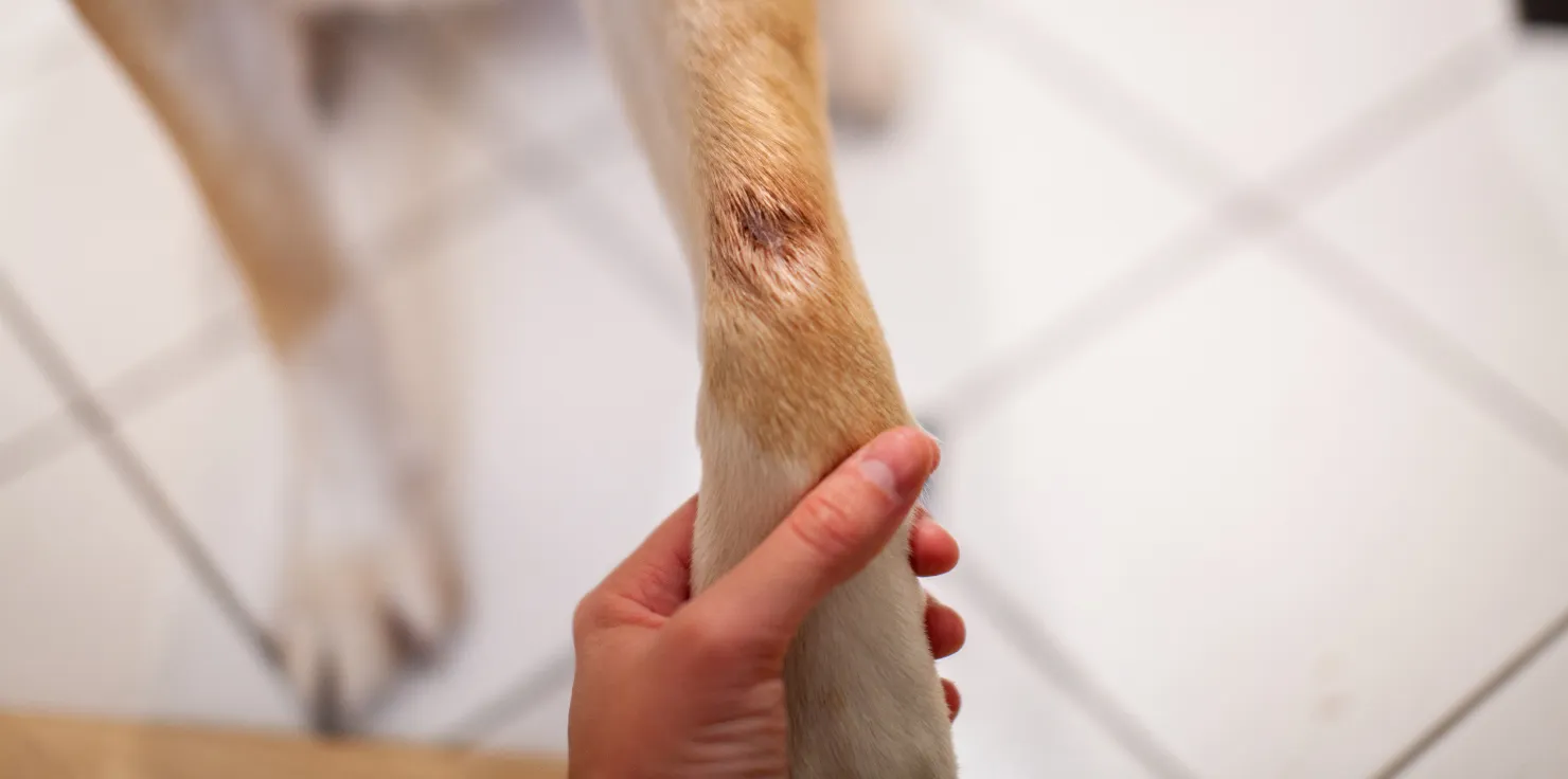 Essential Wound Care Tips for Pets After Surgery Signs of a Problem
