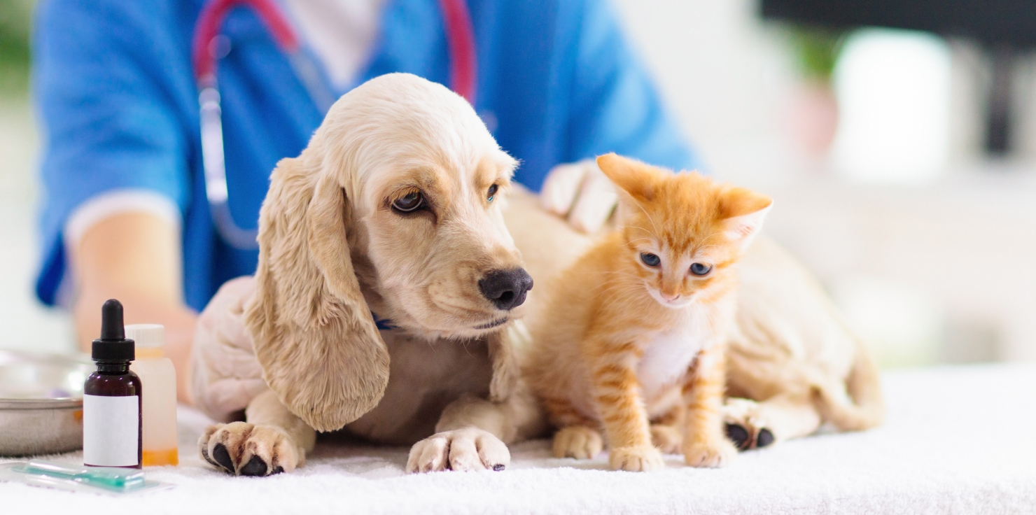 Extra Care Strategies for Breeds at Risk