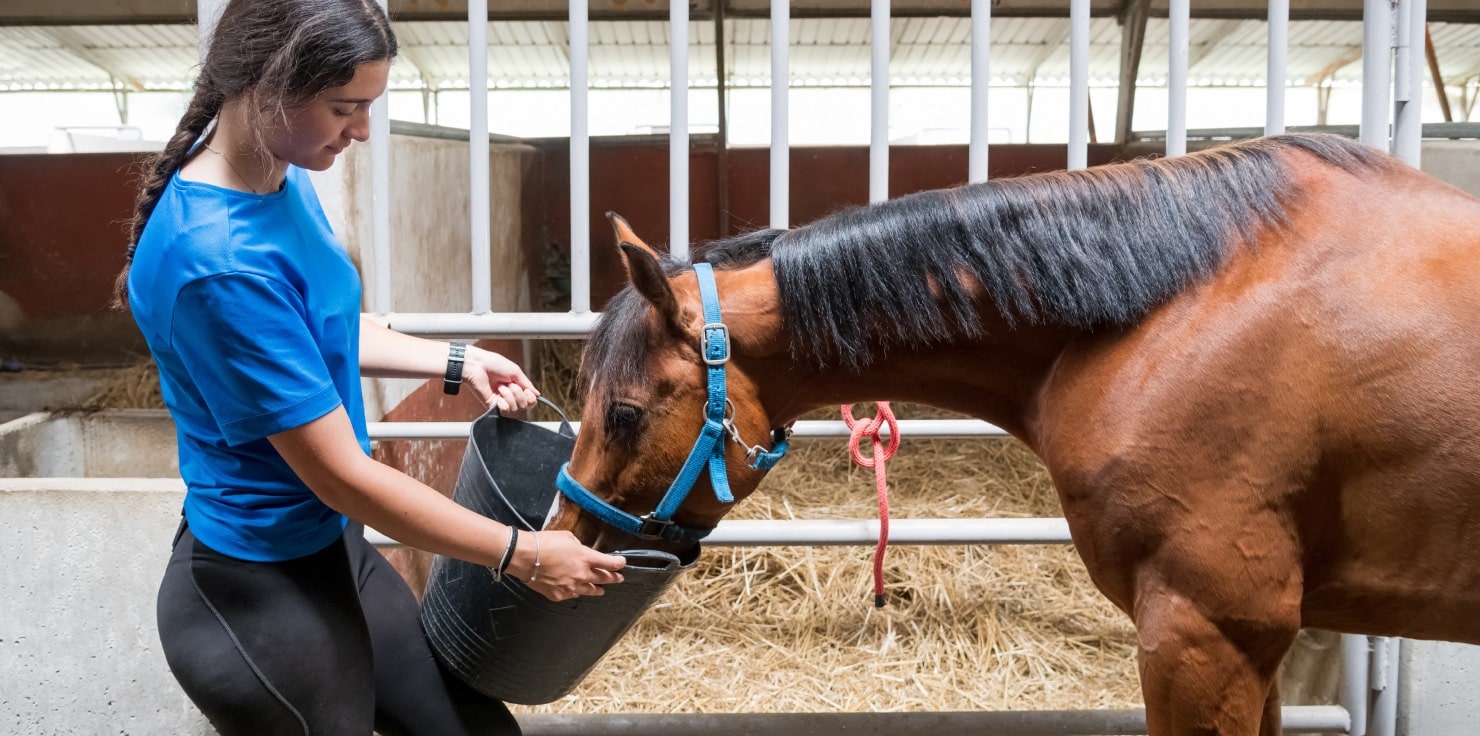 Creating a Balanced Diet for Optimal Equine Health Adjusting Diet for Age, Activity Level, and Health
