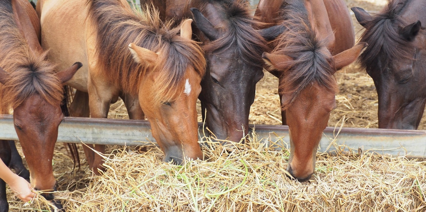 Creating a Balanced Diet for Optimal Equine Health Managing Special Dietary Needs
