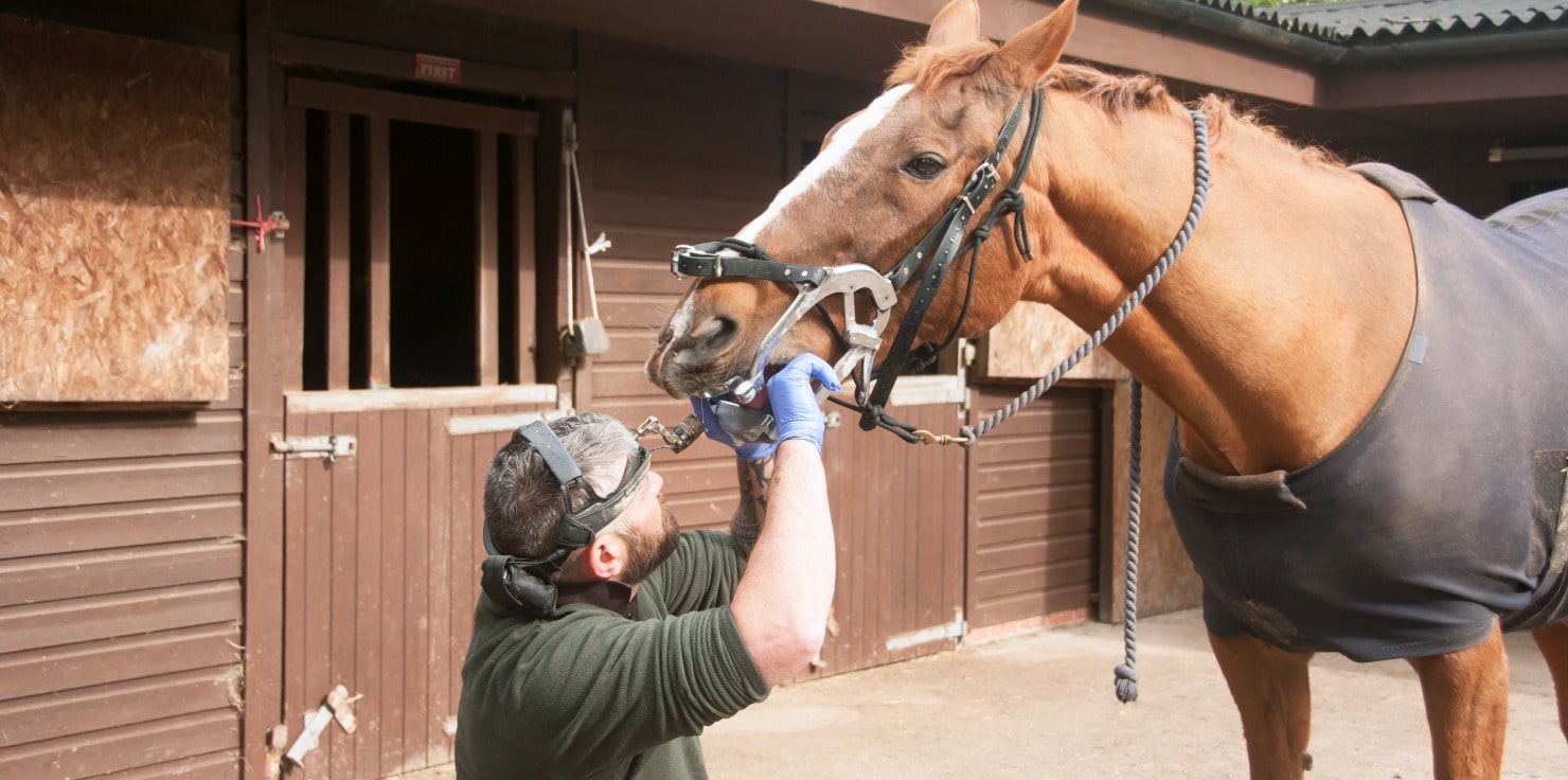 Creating a Balanced Diet for Optimal Equine Health Regular Monitoring and Adjustments