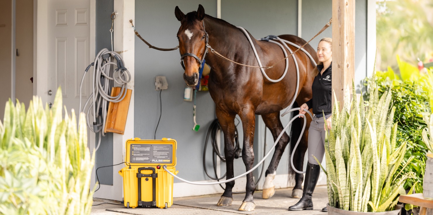 How to Prepare for Your First Horse Competition Utilizing PEMF Therapy for Conditioning