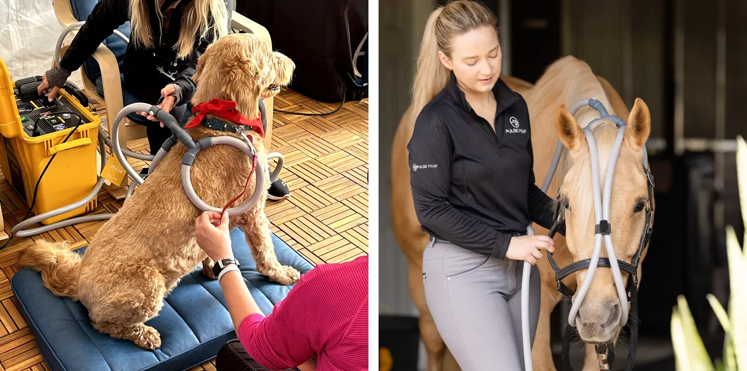 PEMF Focus Accessories 101: Tailoring Therapy for Your Animals Animal Loops