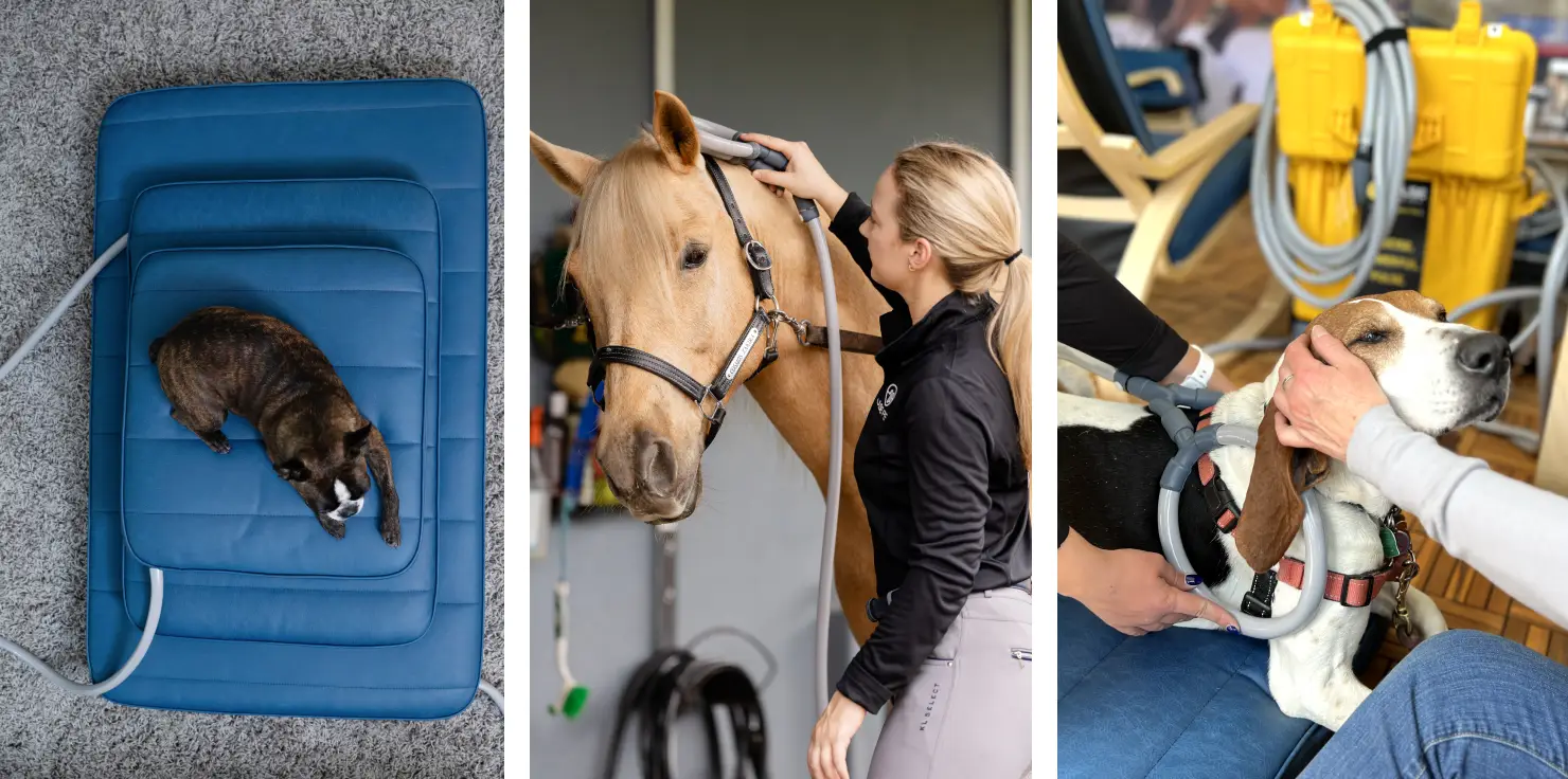 PEMF Focus Accessories 101: Tailoring Therapy for Your Animals Customizing PEMF Therapy with Accessories