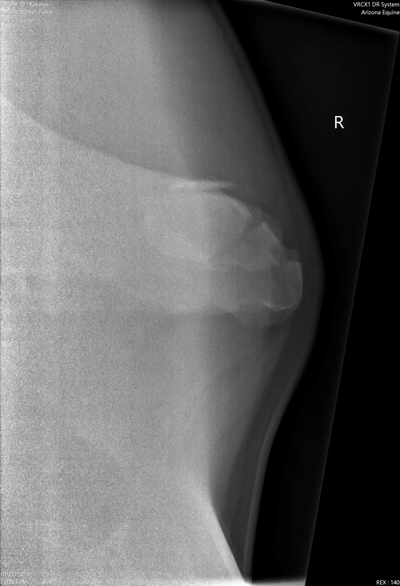 A Pulse Story: Meet Fendi! Fendi-20231027-DX_2