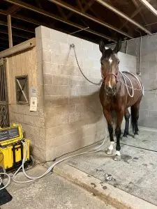 A Pulse Story: Meet Fendi! Fendi